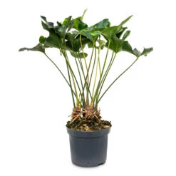 Anthurium Arrow -Greencore Store Anthurium Arrow 30x90cm