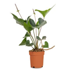 Anthurium Arrow -Greencore Store Anthurium Arrow Flamingo Flower 14x50cm