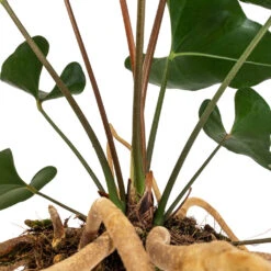 Anthurium Arrow -Greencore Store Anthurium Arrow Flamingo Flower DETAIL 2