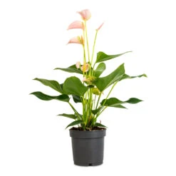 Anthurium - Flamingo Flower - Joli Peach -Greencore Store Anthurium Flamingo Flower Joli Peach 12x40cm