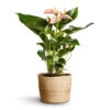 Anthurium - Flamingo Flower - Joli Peach 2 Anthurium - Flamingo Flower - Joli Peach -Greencore Store Anthurium Flamingo Flower Joli Peach 12x40cm Maartje Plant Baskets Set of 5 Jute 2 18adb797 6fda 420f b435 cd5c894f28bb