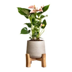 Patt Plant Pot - Low Stand - Grey Washed 14 Patt Plant Pot - Low Stand - Grey Washed -Greencore Store Anthurium Flamingo Flower Joli Peach 12x40cm Patt Plant Pot Low Stand Grey Washed 20x21cm 2 40e5de14 afb7 4359 965f ade2b22b5e0b