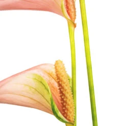 Anthurium - Flamingo Flower - Joli Peach -Greencore Store Anthurium Flamingo Flower Joli Peach SWATCH 2