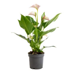 Anthurium - Flamingo Flower - Joli Pulse -Greencore Store Anthurium Flamingo Flower Joli Pulse 12x40cm