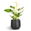 Anthurium - Flamingo Flower - Joli Pulse -Greencore Store Anthurium Flamingo Flower Joli Pulse 12x40cm Norell Plant Pot Black 18x16cm