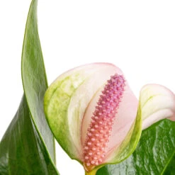 Anthurium - Flamingo Flower - Joli Pulse -Greencore Store Anthurium Flamingo Flower Joli Pulse SWATCH 2