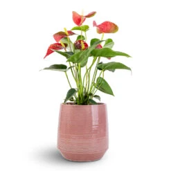 Anthurium - Flamingo Flower - Royal Red 19 Anthurium - Flamingo Flower - Royal Red -Greencore Store Anthurium Flamingo Flower Royal Red 12x40cm Remi Plant Pot Pink 18x19cm e76236e4 9847 4880 8468 efb0687f39dd