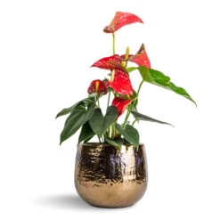 Anthurium - Flamingo Flower - Royal Red 18 Anthurium - Flamingo Flower - Royal Red -Greencore Store Anthurium Flamingo Flower Royal Red 12x40cm Yvette Plant Pot Gold 19x16cm