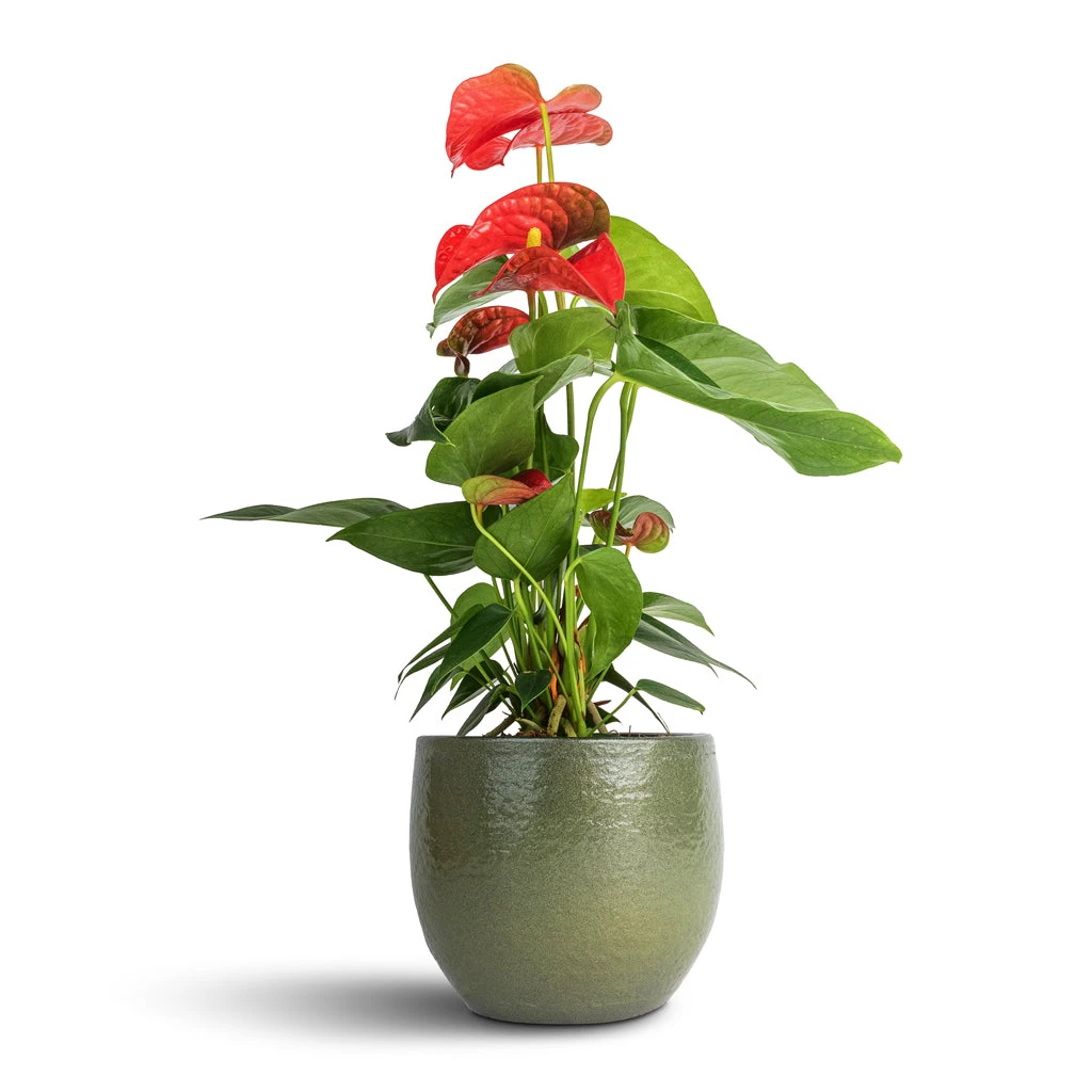 Anthurium - Flamingo Flower - Royal Red 2 Anthurium - Flamingo Flower - Royal Red