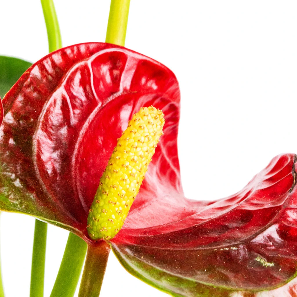 Anthurium - Flamingo Flower - Royal Red 3 Anthurium - Flamingo Flower - Royal Red - Image 2