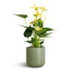 Anthurium - Flamingo Flower - Vanilla -Greencore Store Anthurium Flamingo Flower Vanilla 12x40cm Lisbon Plant Pot Sage 13x13cm