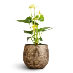 Anthurium - Flamingo Flower - Vanilla -Greencore Store Anthurium Flamingo Flower Vanilla Ryan Plant Pot Shiny Gold 18x16cm 1
