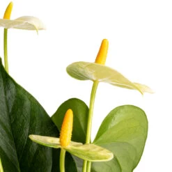 Anthurium - Flamingo Flower - Vanilla -Greencore Store Anthurium Flamingo Flower Vanilla SWATCH 2