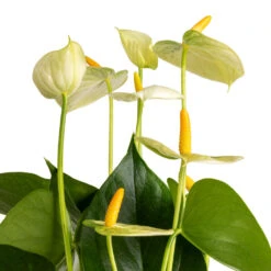 Anthurium - Flamingo Flower - Vanilla -Greencore Store Anthurium Flamingo Flower Vanilla SWATCH 3