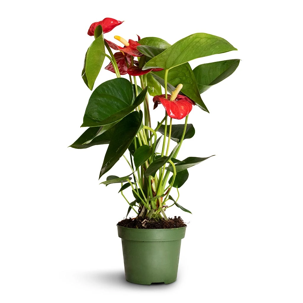 Anthurium - Flamingo Flower - Royal Red 4 Anthurium - Flamingo Flower - Royal Red - Image 3
