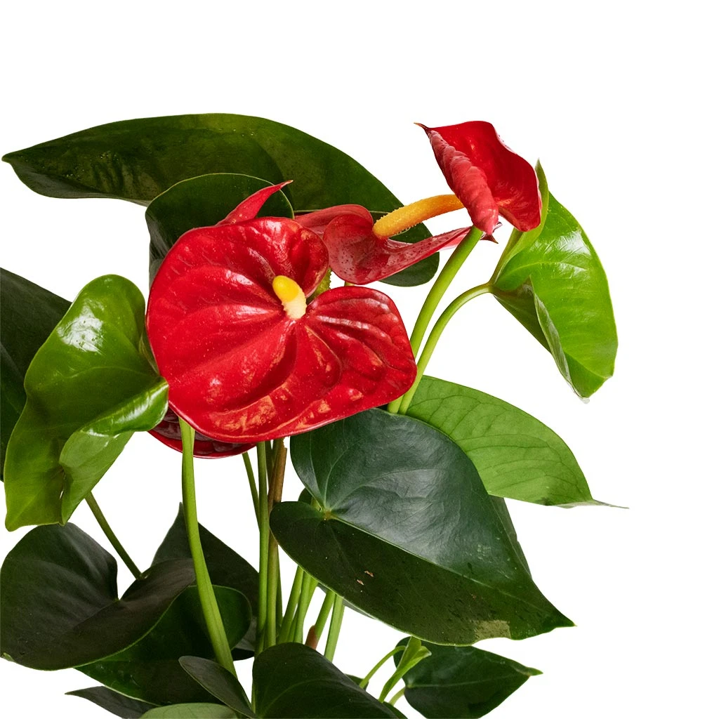 Anthurium - Flamingo Flower - Royal Red 5 Anthurium - Flamingo Flower - Royal Red - Image 4