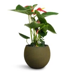 Anthurium - Flamingo Flower - Royal Red 22 Anthurium - Flamingo Flower - Royal Red -Greencore Store Anthurium Royal Champion Royal Red 12x40cm Dex Plant Pot Forrest 17x13cm