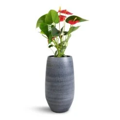 Esra Plant Vase - Mystic Grey 12 Esra Plant Vase - Mystic Grey -Greencore Store Anthurium Royal Champion Royal Red 12x40cm Esra Plant Vase Graphite 20x35cm
