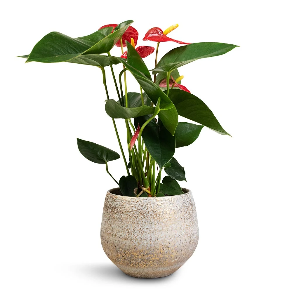 Anthurium - Flamingo Flower - Royal Red 12 Anthurium - Flamingo Flower - Royal Red - Image 11