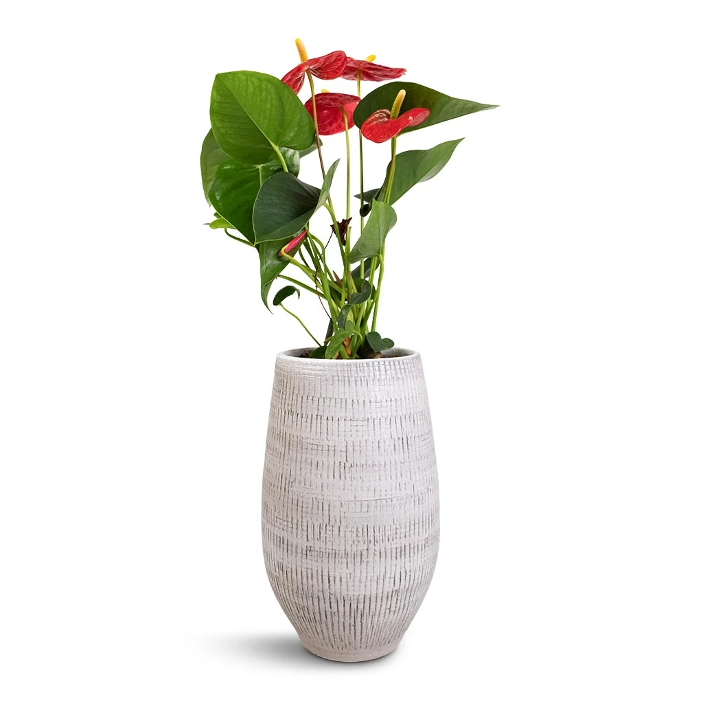 Anthurium - Flamingo Flower - Royal Red 13 Anthurium - Flamingo Flower - Royal Red - Image 12
