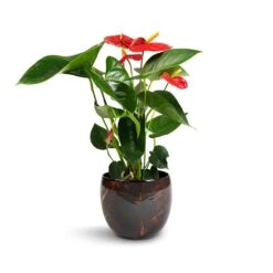 Anthurium - Flamingo Flower - Royal Red 21 Anthurium - Flamingo Flower - Royal Red -Greencore Store Anthurium Royal Champion Royal Red 12x40cm Vive Metal Plant Pots Set3 Lava smallest