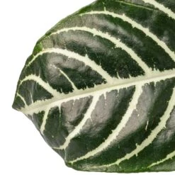 Aphelandra Squarrosa Botanica - Zebra Plant -Greencore Store Aphelandra squarrosa Botanica Zebra Plant SWATCH 2