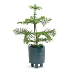 Pisa Plant Pot - Emerald -Greencore Store Araucaria heterophylla Norfolk Island Pine 14x45cm Pisa Plant Pot Emerald 16x19cm