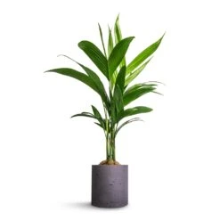 Puk Plant Pot - Black Washed -Greencore Store Areca catechu Betel Nut Palm 12x50cm Puk Plant Pot Black Washed 15x15cm a04d62b4 ff93 4766 a0e3 59dc96f82342