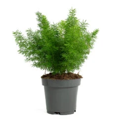Asparagus Densiflorus Myersii - Foxtail Fern -Greencore Store Asparagus densiflorus Myersii Foxtail Fern 12cm