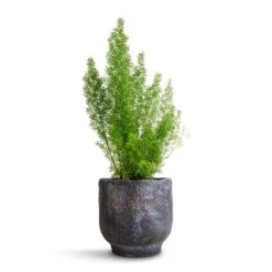 Asparagus Densiflorus Myersii - Foxtail Fern -Greencore Store Asparagus densiflorus Myersii Foxtail Fern 12x30cm Dave Plant Pot Earth 14x13cm