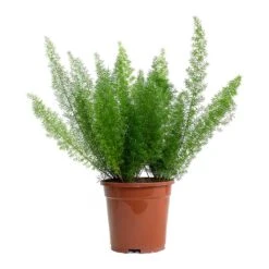 Asparagus Densiflorus Myersii - Foxtail Fern -Greencore Store Asparagus densiflorus Myersii Foxtail Fern 17cm