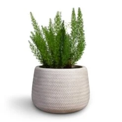 Angle Darcy Plant Pot - White -Greencore Store Asparagus densiflorus Myersii Foxtail Fern 17x45cm Angle Darcy Plant Pot White 34.5x24cm 2