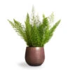 Asparagus Densiflorus Myersii - Foxtail Fern -Greencore Store Asparagus densiflorus Myersii Foxtail Fern 17x45cm Lydia Plant Pot Shiny Purple 22x20cm 4263363b dcbb 4fb5 9a3a 091bdc2b9b65