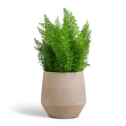 Asparagus Densiflorus Myersii - Foxtail Fern -Greencore Store Asparagus densiflorus Myersii Foxtail Fern 17x60cm Humus Plant Pot Concrete 20x23cm
