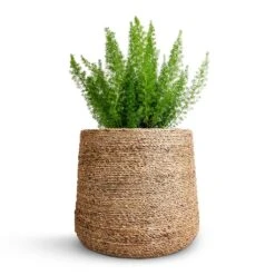 Asparagus Densiflorus Myersii - Foxtail Fern -Greencore Store Asparagus densiflorus Myersii Foxtail Fern 17x60cm Patt Plant Pot Straw Grass 25x22cm
