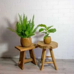 Calathea Orbifolia 33 Calathea Orbifolia -Greencore Store Asparagus densiflorus Myersii Foxtail Fern Calathea orbifolia mischa caramel plant pot 52a57870 73d4 42b8 932c 475e11633e20