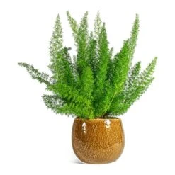 Asparagus Densiflorus Myersii - Foxtail Fern -Greencore Store Asparagus densiflorus Myersii Foxtail Fern Mischa Plant Pot Caramel