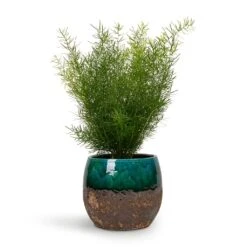 Asparagus Densiflorus Sprengeri - Emerald Feather Fern 16 Asparagus Densiflorus Sprengeri - Emerald Feather Fern -Greencore Store Asparagus densiflorus Sprengeri Emerald Feather Fern 12x30cm Lindy Plant Pot Black Green 19x16cm