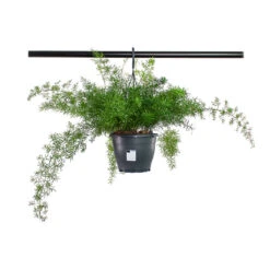 Asparagus Densiflorus Sprengeri - Emerald Feather Fern 19 Asparagus Densiflorus Sprengeri - Emerald Feather Fern -Greencore Store Asparagus densiflorus Sprengeri Emerald Feather Fern 19cm