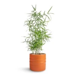 Asparagus Falcatus - Sicklethorn -Greencore Store Asparagus falcatus Sicklehorn 12x40cm Hadleigh Plant Pot Amber 14x13cm b7ce8b90 1041 49db a029 51447dc30899