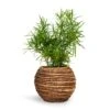 Asparagus Falcatus - Sicklethorn -Greencore Store Asparagus falcatus Sicklethorn 12x40cm Lida Plant Basket Natural 21x17cm