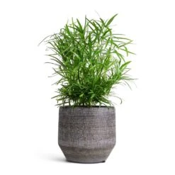 Asparagus Falcatus - Sicklethorn -Greencore Store Asparagus falcatus Sicklethorn 12x40cm Norell Plant Pot Latte Brown 15x13cm 45af337a e494 468c 94ea 054139d40b5d