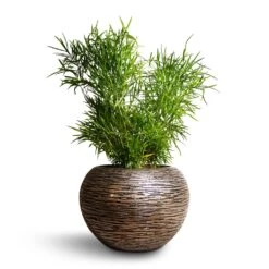 Luxe Lite Wrinkle Globe Planter - Bronze 18 Luxe Lite Wrinkle Globe Planter - Bronze -Greencore Store Asparagus falcatus Sicklethorn 17x45cm Luxe Lite Wrinkle Globe Planter Bronze 33x24cm 4865951d 32cd 46d4 9b81 105ca6d35390