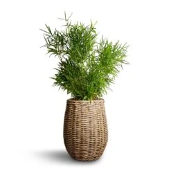 Asparagus Falcatus - Sicklethorn -Greencore Store Asparagus falcatus Sicklethorn 17x45cm Siona Wikr Plant Baskets Set3 Natural 2e6ed18d 5a7f 43aa bf42 5b81f14d0abd