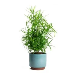Asparagus Falcatus - Sicklethorn -Greencore Store Asparagus falcatus Sicklethorn Malibu Plant Pot