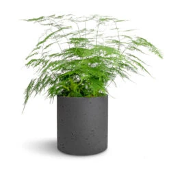 Puk Plant Pot - Black Washed -Greencore Store Asparagus setaceus Lace Fern 21x50cm Puk Plant Pot Black Washed 25x25cm 0e735bee 66dd 42bb 8f1c dc8b60022cb3