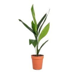 Aspidistra - Cast Iron Plant -Greencore Store Aspidistra Cast Iron Plant 13x50cm 4