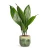 Aspidistra - Cast Iron Plant 1 Aspidistra - Cast Iron Plant -Greencore Store Aspidistra Cast Iron Plant 13x50cm Moon Plant Pot Jungle 15x13cm c0c3f8bc d5f1 4c65 a265 96183b87e40f