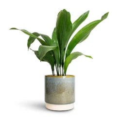 Aspidistra - Cast Iron Plant -Greencore Store Aspidistra Cast Iron Plant 15x60cm Copenhagen Plant Pot Aqua 18.5x19.5cm 0d03bc16 f67a 428a b26a 34b55acbc131