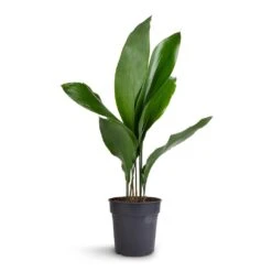 Aspidistra - Cast Iron Plant -Greencore Store Aspidistra Cast Iron Plant 15x60cm 99aef96f a9bd 424d 852b 74f9dbbdc04a